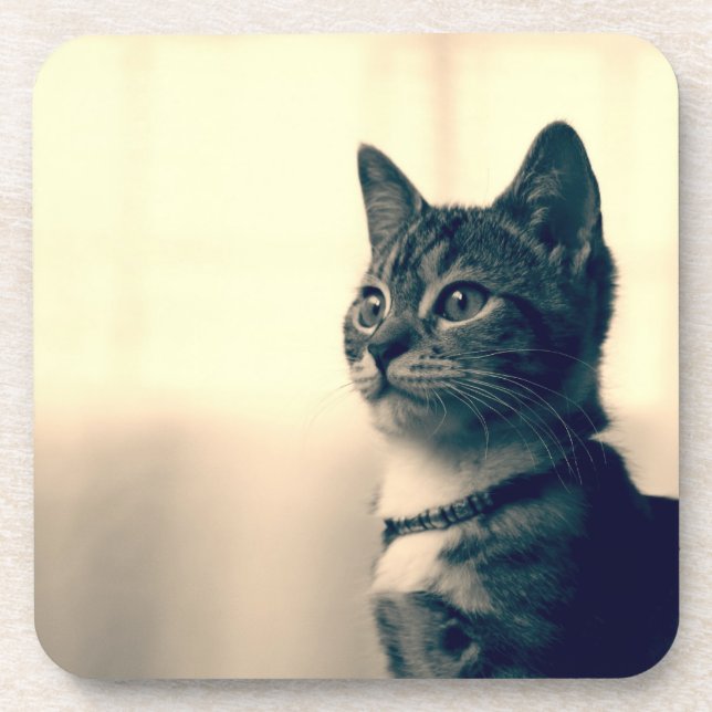 Posavasos Regalos del amante del gato, regalos temáticos del (Frente)