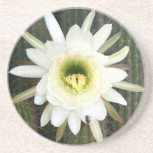 Posavasos Reina De La Flor De Cactus Nocturna, Región De Ka