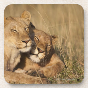 Posavasos Reserva del juego de África, Kenia, Mara del