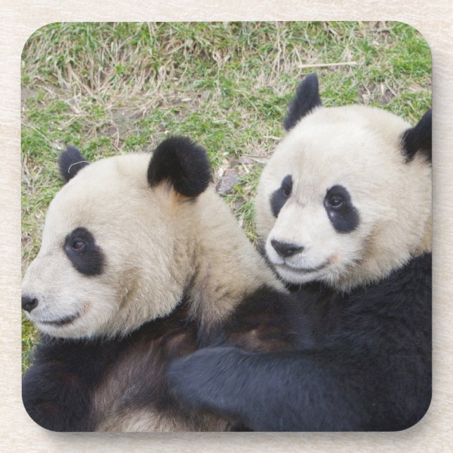 Posavasos Reserva Wolong, China, abrazo gigante de panda (Frente)