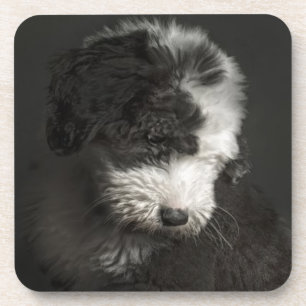Posavasos Retrato Bobtail del perrito en estudio