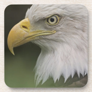 Posavasos Retrato de águila calva adulta, Haliaeetus