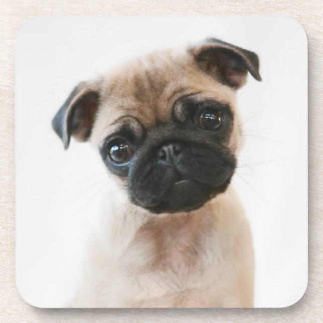Posavasos Retrato de Baby Pug (Frente)