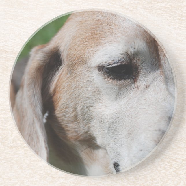 Posavasos retrato de beagle (Frente)