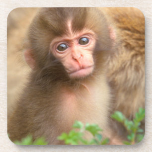 Posavasos Retrato de bebé mono de nieve