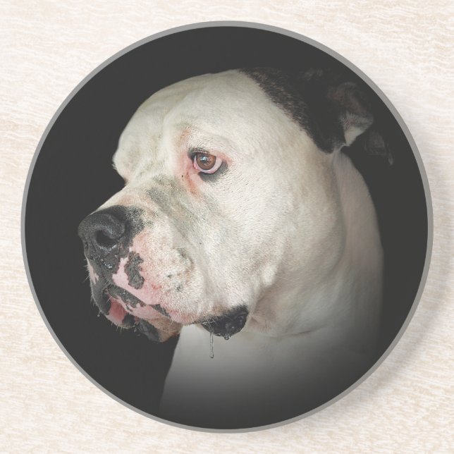Posavasos Retrato de Bulldog americano (Frente)