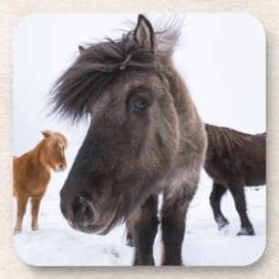 Posavasos Retrato de caballo islandés, Islandia