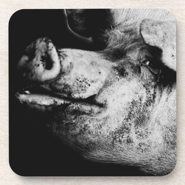 Posavasos retrato de cerdo (Frente)