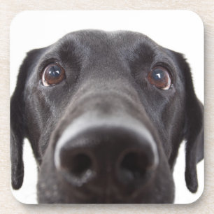 Posavasos Retrato de cierre del labrador negro