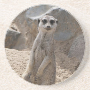 Posavasos Retrato de fauna silvestre de suricata curioso