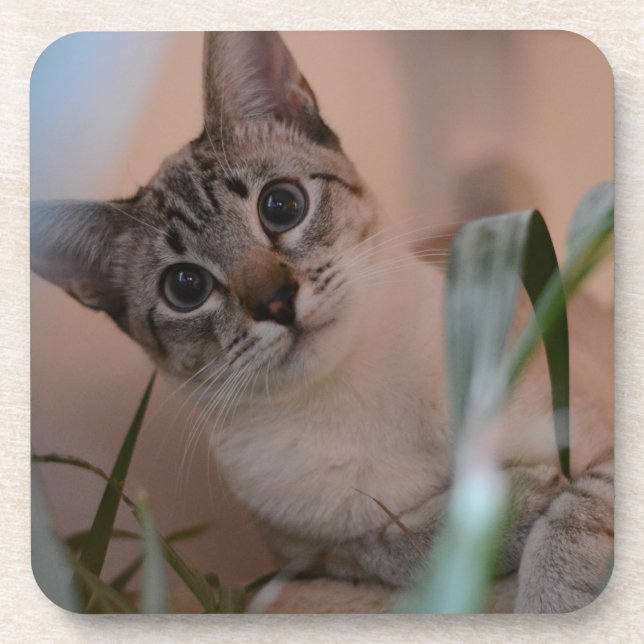 Posavasos Retrato de foto de gato lindo (Frente)