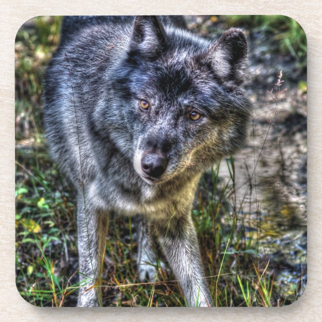 Posavasos Retrato de foto de vida silvestre Gray Wolf & Wild (Frente)