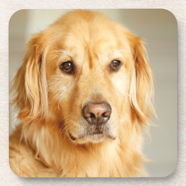 Posavasos Retrato de Golden Retriever (Frente)