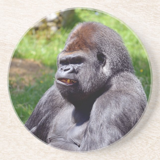 Posavasos Retrato de gorila de tierras bajas occidentales (Frente)