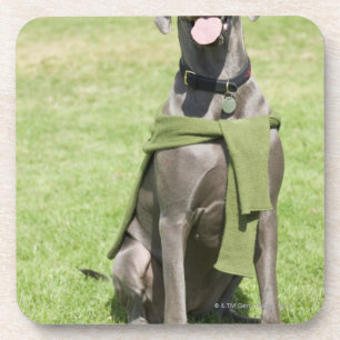 Posavasos Retrato de great dane azul
