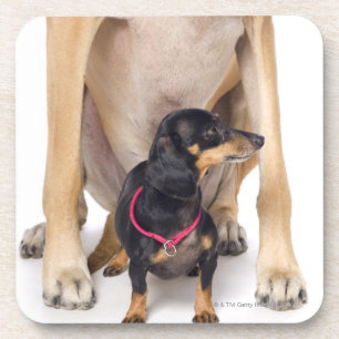 Posavasos Retrato de great dane y del Dachshund