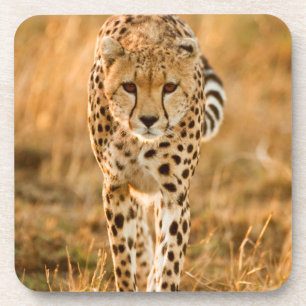 Posavasos Retrato de guepardo (Acinonyx Jubatus), Maasai