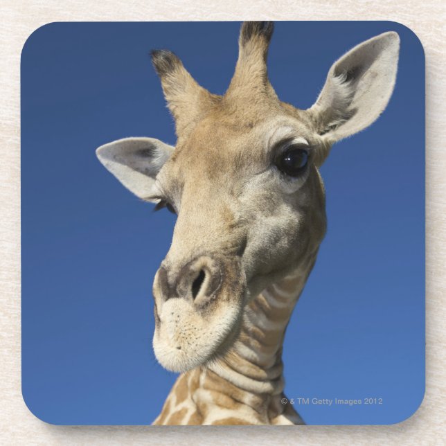 Posavasos Retrato de la jirafa (Giraffa Camelopardalis) (Frente)
