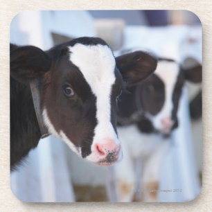 Posavasos Retrato de la vaca