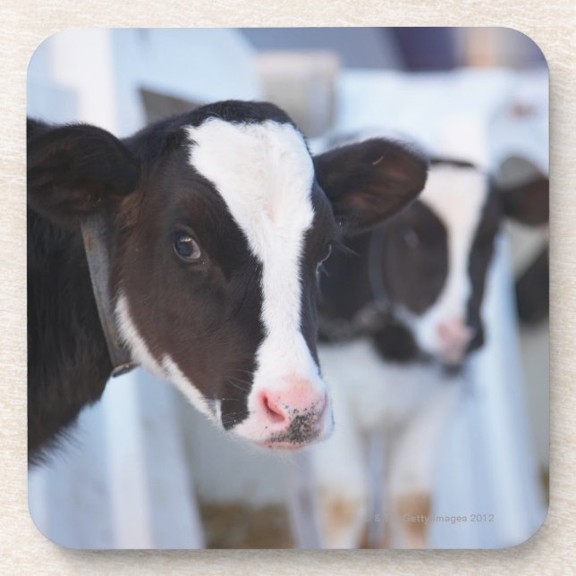 Posavasos Retrato de la vaca (Frente)