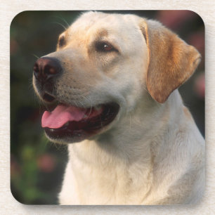 Posavasos retrato de Labrador Retriever, Hilton