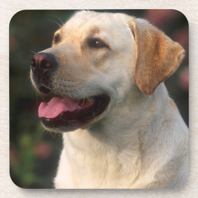 Posavasos retrato de Labrador Retriever, Hilton (Frente)