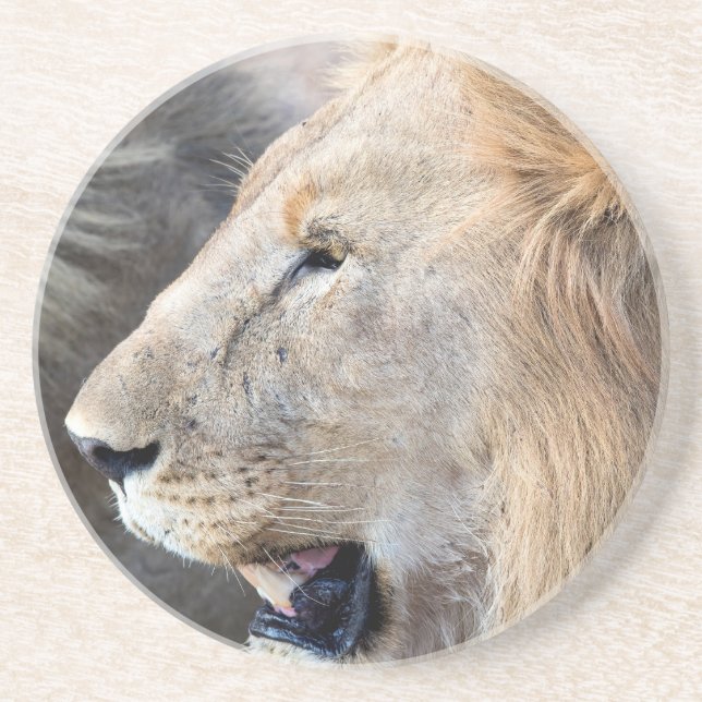 Posavasos Retrato de león (Frente)