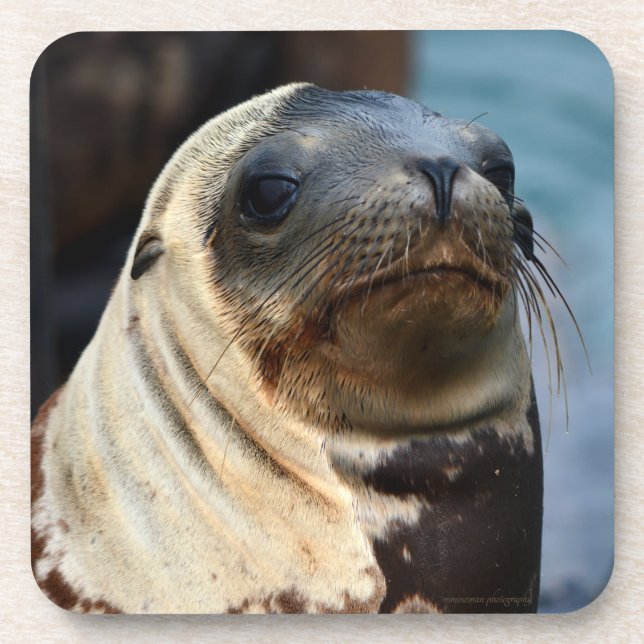 Posavasos Retrato de león marino (Frente)