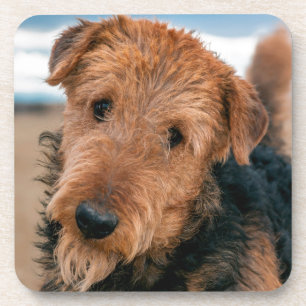 Posavasos Retrato de un Airedale Terrier