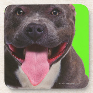 Posavasos retrato de un bulldog