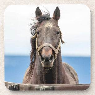 Posavasos Retrato de un caballo