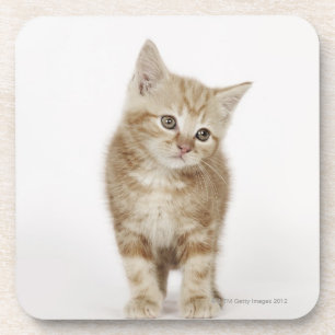 Posavasos Retrato de un gatito