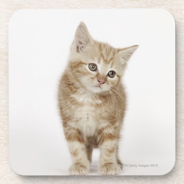 Posavasos Retrato de un gatito (Frente)