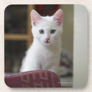 Posavasos Retrato de un gatito blanco, Suecia