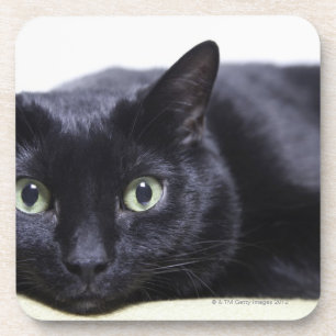 Posavasos Retrato de un gato