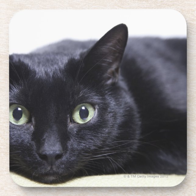 Posavasos Retrato de un gato (Frente)