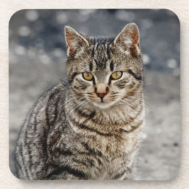 Posavasos Retrato de un gato