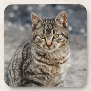 Posavasos Retrato de un gato