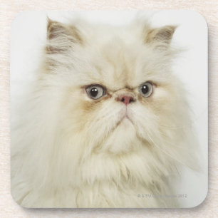 Posavasos Retrato de un gato persa