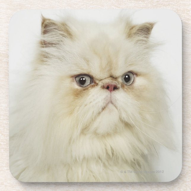Posavasos Retrato de un gato persa (Frente)