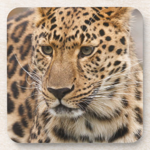 Posavasos Retrato de un leopardo