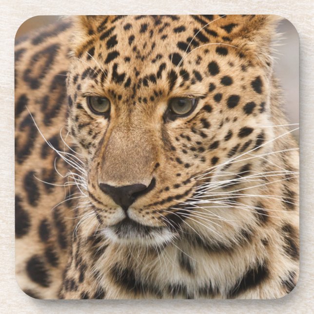 Posavasos Retrato de un leopardo (Frente)