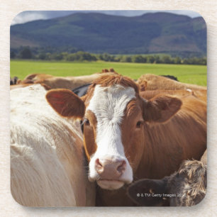 Posavasos Retrato de un par de vacas en campo en