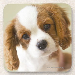 Posavasos Retrato de un perrito del perro de aguas de rey