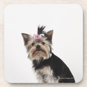 Posavasos Retrato de un perro de Yorkshire Terrier