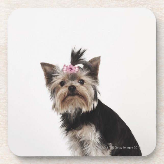 Posavasos Retrato de un perro de Yorkshire Terrier (Frente)