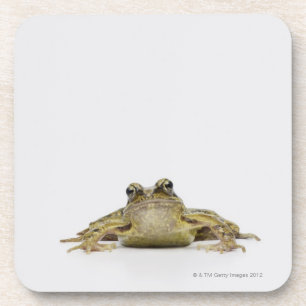 Posavasos Retrato de una rana en un estudio blanco