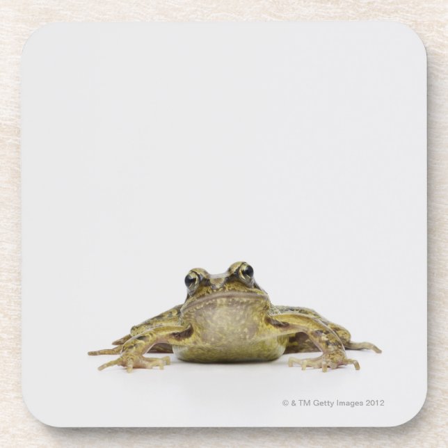 Posavasos Retrato de una rana en un estudio blanco (Frente)