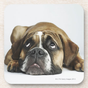 Posavasos Retrato del bulldog viejo de Dorset Tyme