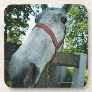 Posavasos Retrato del caballo
